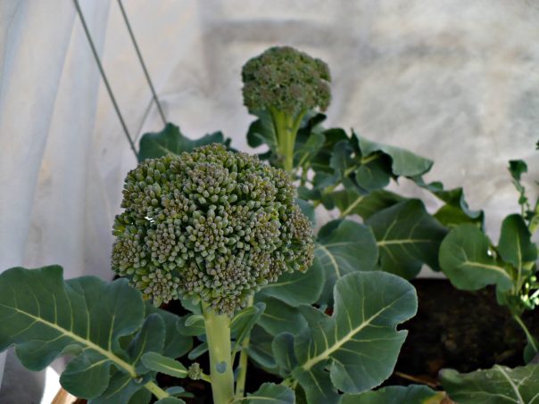 Growing broccoli - winter vegetable gardening