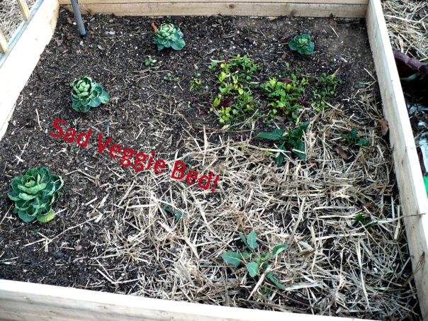 Raised bed with spinach and brusselsprouts