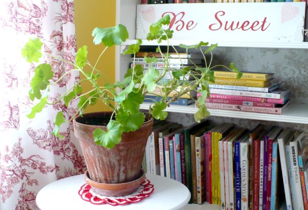 potted geranium