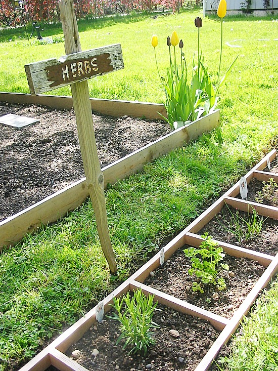 herbs planted in a ladder placed on the ground