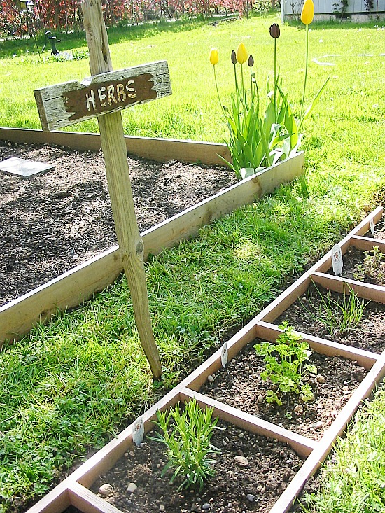 a ladder used as a raised bed herbs planted in a ladder placed on the ground