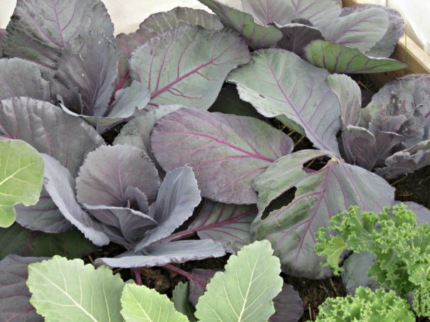 cabbage in a raised bed