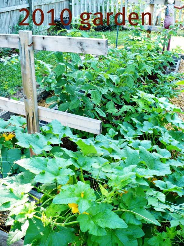 vegetable garden