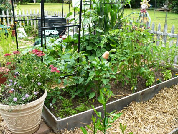 vegetables in a raised bed