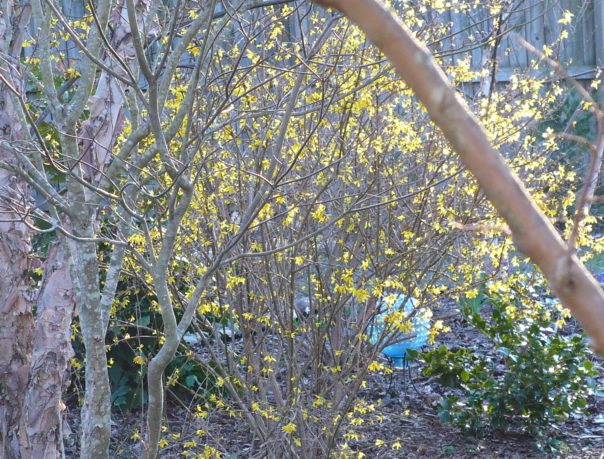 forsythia in bloom