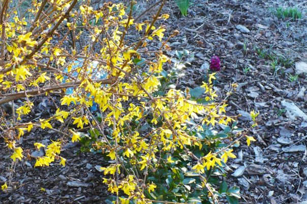 forsythia in bloom