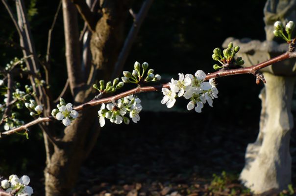 stone fruit tree branch