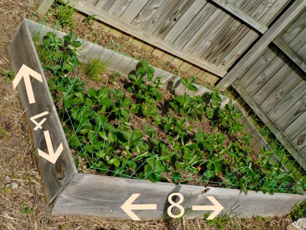 strawberries in a raised bed