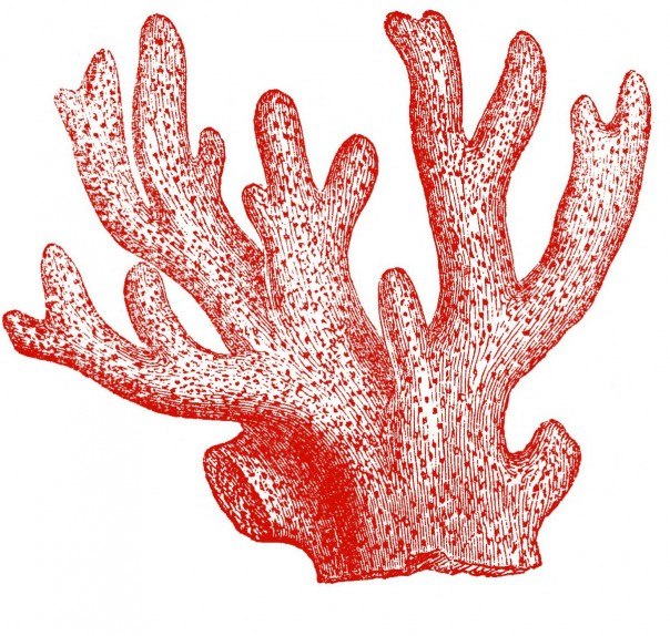 vintage coral specimens clip art