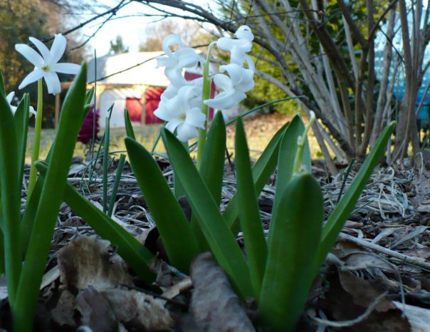 blooming spring flower