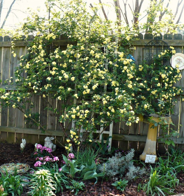 Yellow Lady Banks Rose