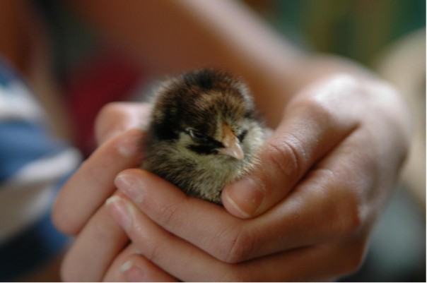 baby chick