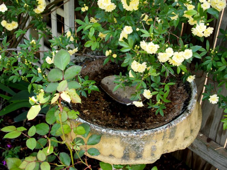 In My Garden Today- Roses, Starting Seeds & Growing Cabbage - A ...