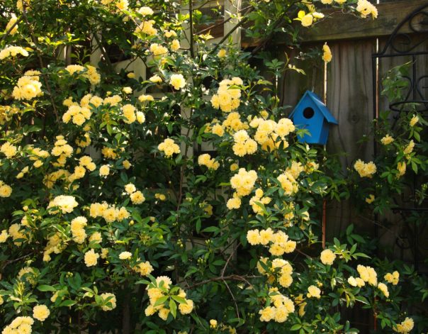 yellow lady banks rose in bloom