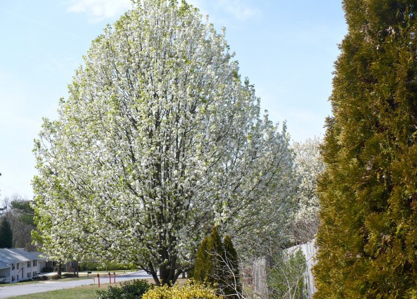 Bradford Pear in Bloom