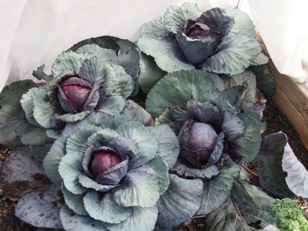 Red Cabbages