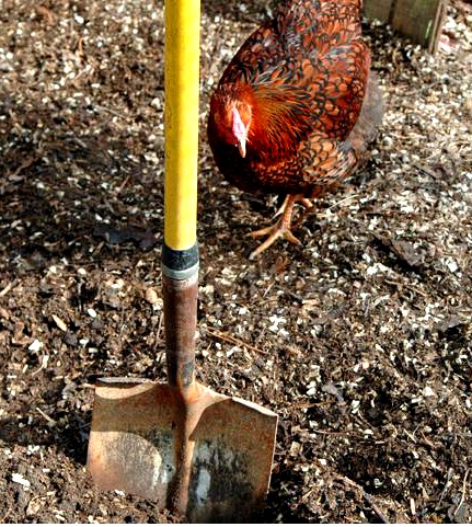 Chickens are natural composters! How to make "black gold"! Article describes how to use the chicken run as a "compost pile" letting the chickens do all the work and then just digging out the garden gold!