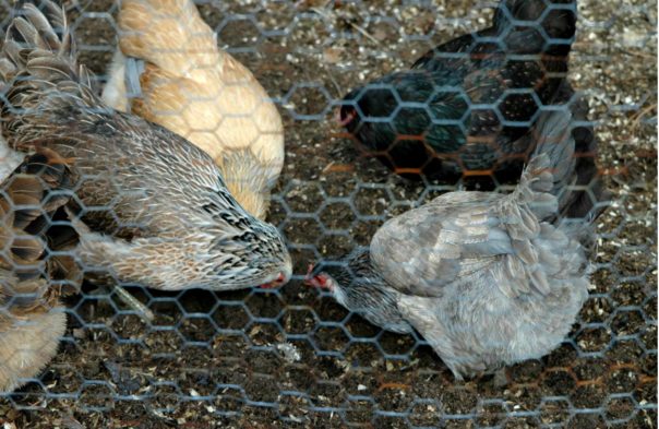 chickens as natural composters