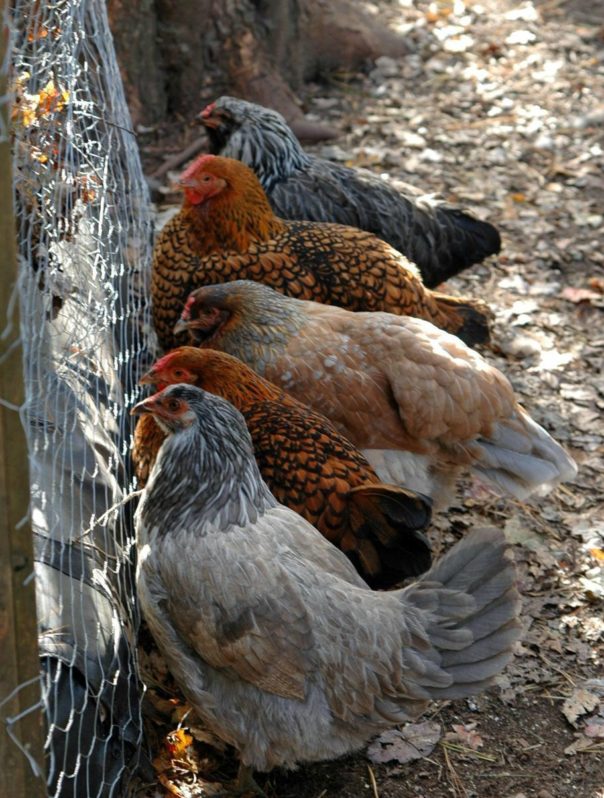 Chickens are natural composters! How to make "black gold"! Article describes how to use the chicken run as a "compost pile" letting the chickens do all the work and then just digging out the garden gold!