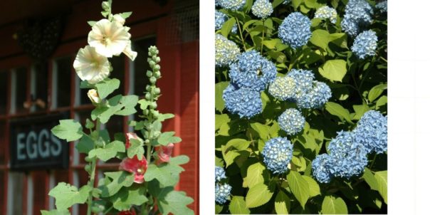 hollyhocks & hydrangeas