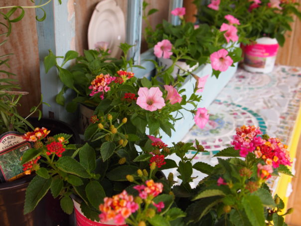 pink petunias & lantana