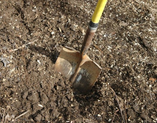 Chickens are natural composters! How to make "black gold"! Article describes how to use the chicken run as a "compost pile" letting the chickens do all the work and then just digging out the garden gold!