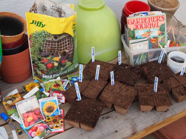 potting seeds