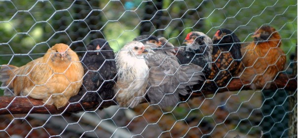 the cottage hens