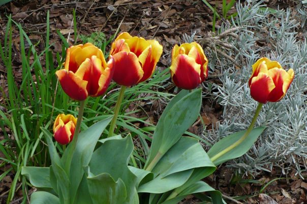 red & yellow tulips