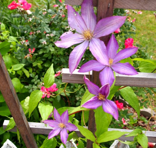 purple clematis