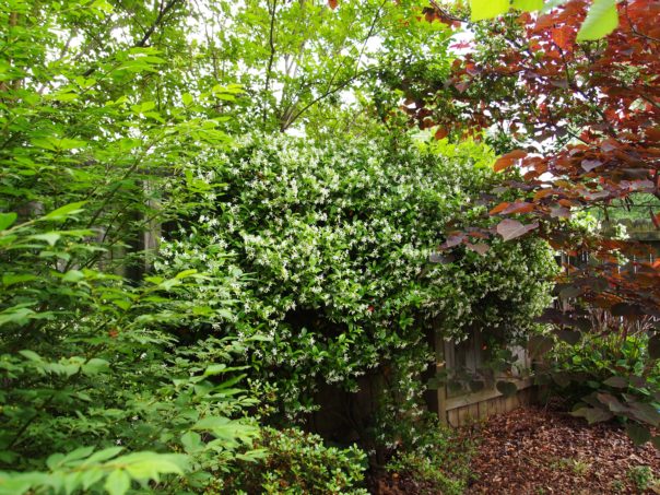 confederate jasmine in bloom