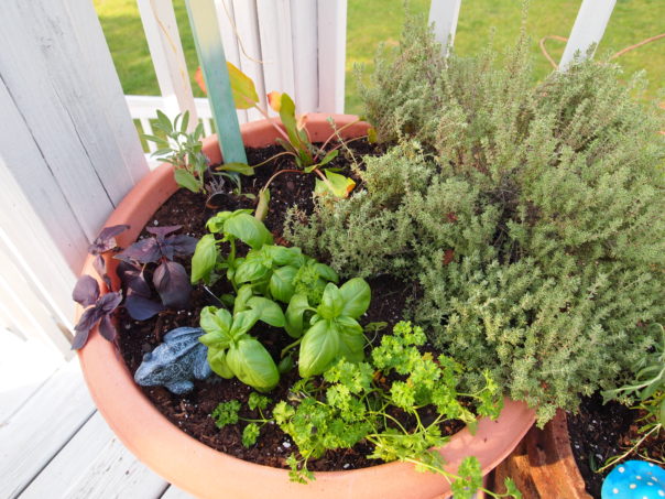 herbs grown in a container