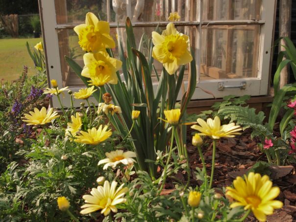 daffodils