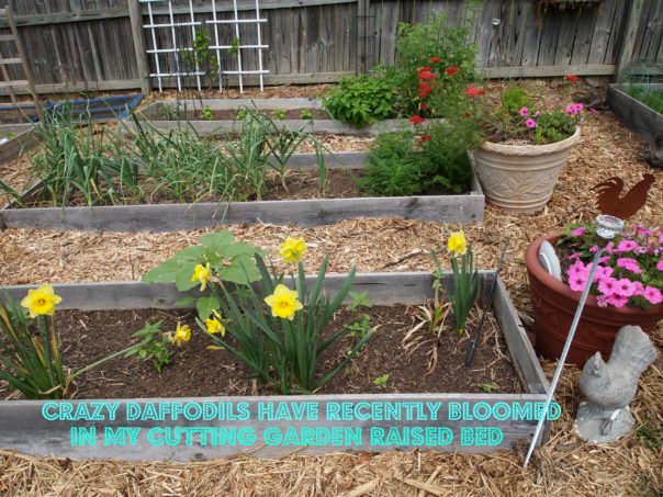 daffodils in a raised bed