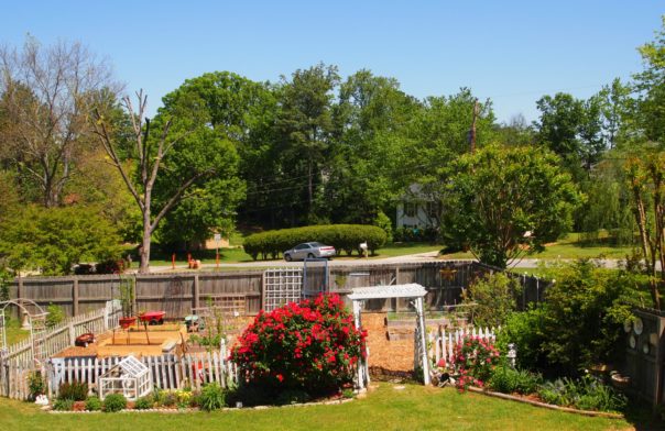 entire vegetable garden