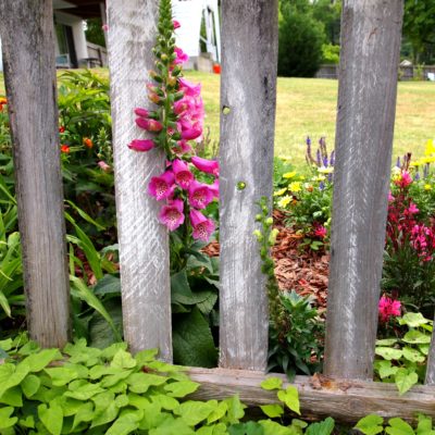 foxgloves