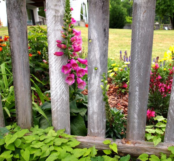 foxgloves