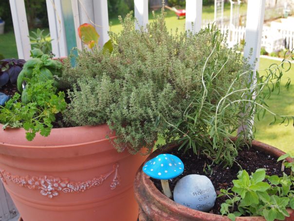 container herb garden