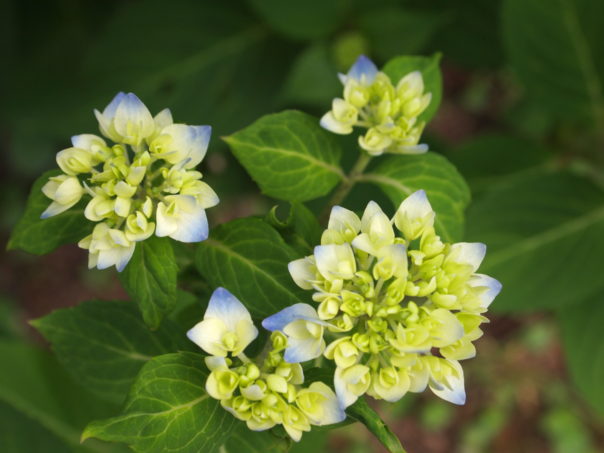 hydrangea