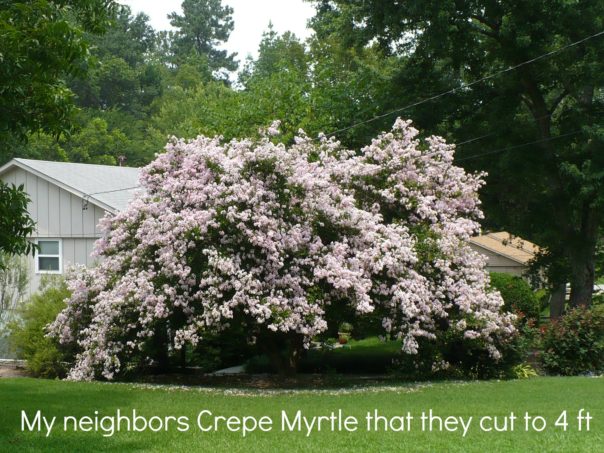 crepe myrtle before colonial pipleline cut it to 4 ft.