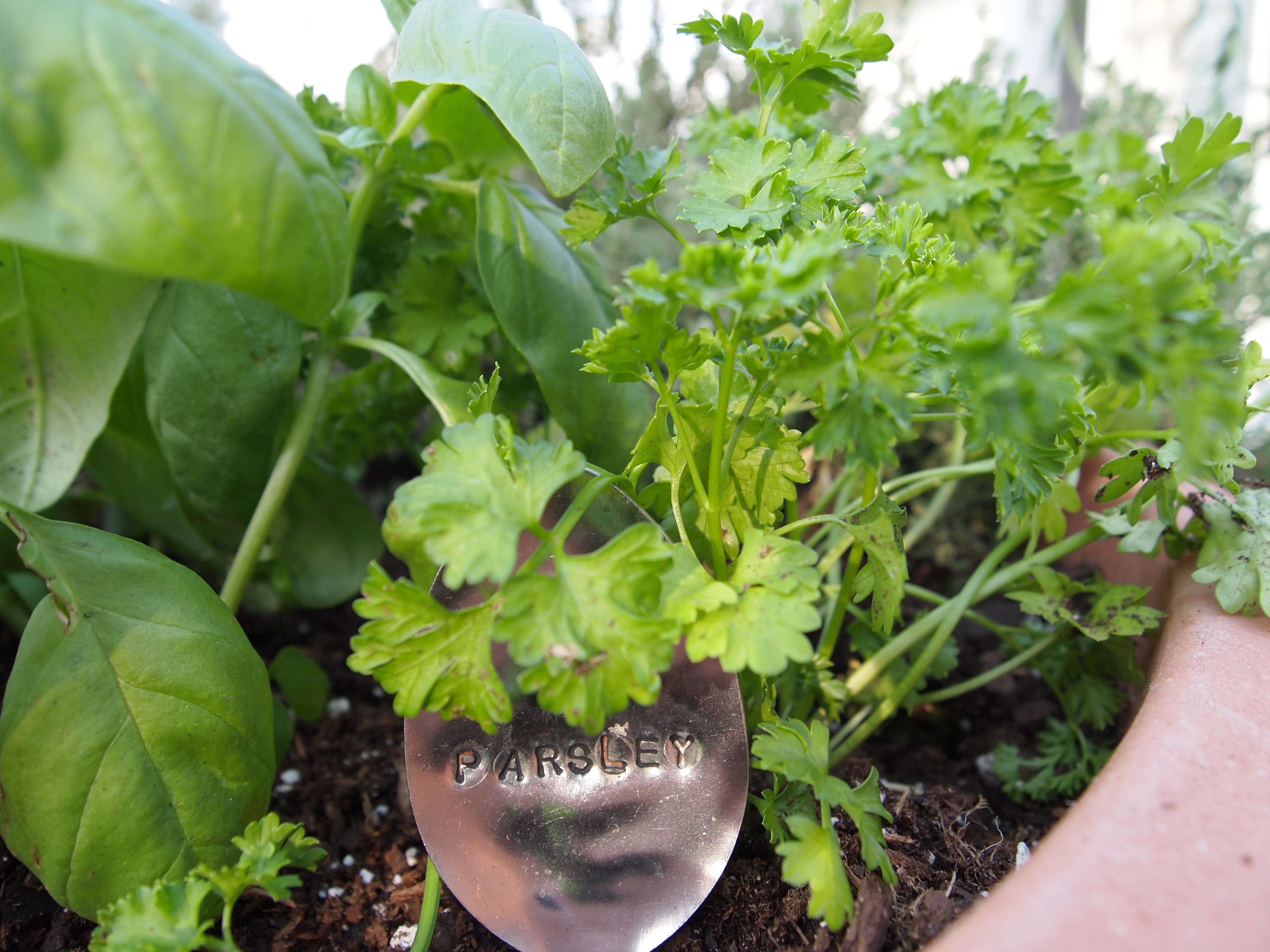 7 Tips for Growing Parsley- Parsley is a very useful (and tasty) herb that can be very easy to grow, if you know a couple of important things! Here are 7 handy tips for growing parsley! | #parsley #herbs #growYourOwn #herbGarden #gardening #garden #gardeningTips