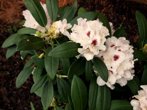 rhododendron