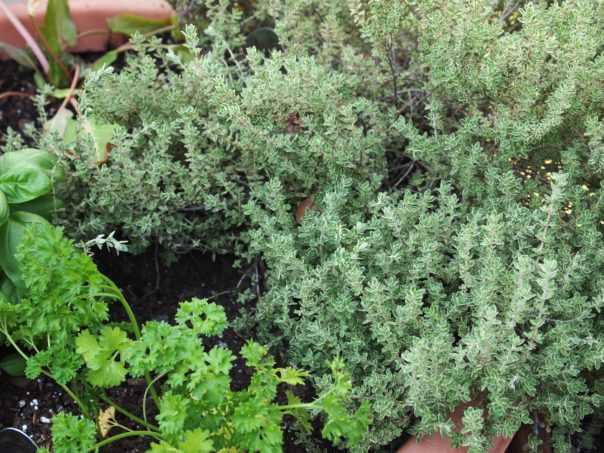 thyme