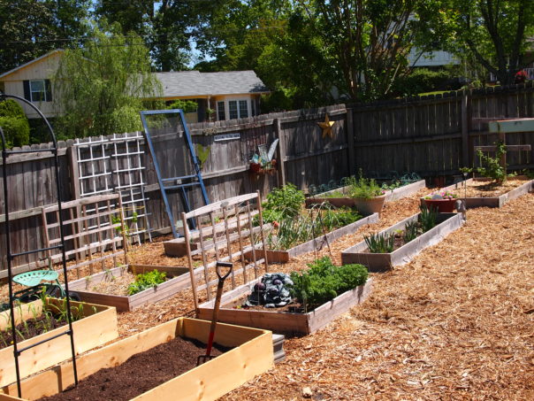 veggie garden