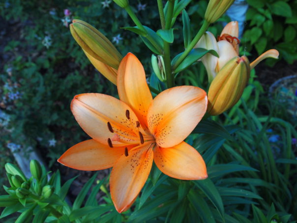 orange lilly