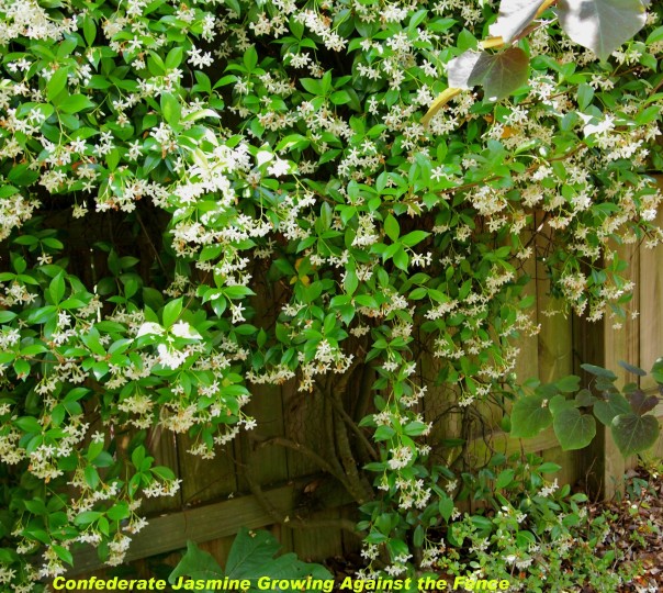 How to make an invisible trellis to grow vines on your fence