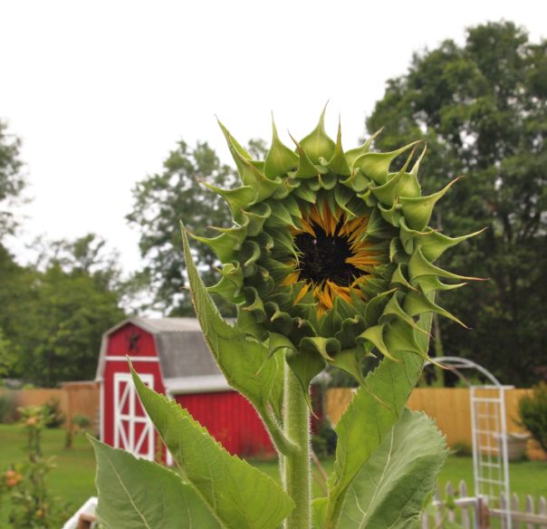 sunflower 