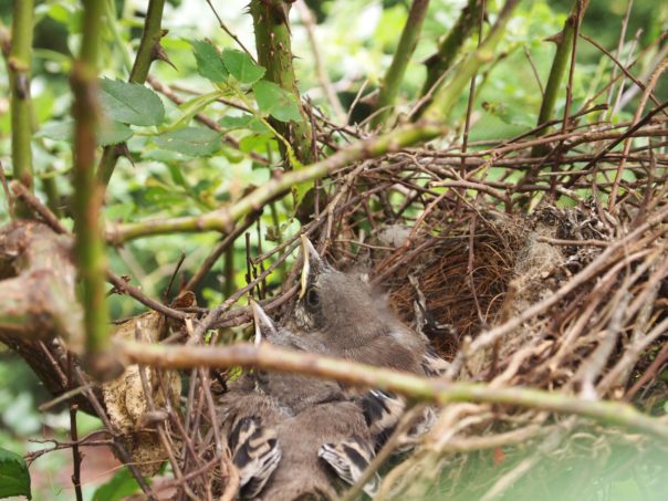 baby birds in a nest