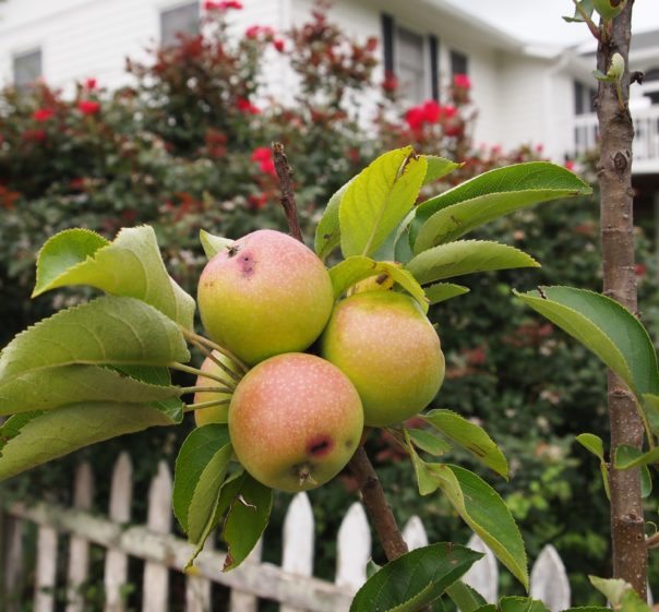 columnar apples