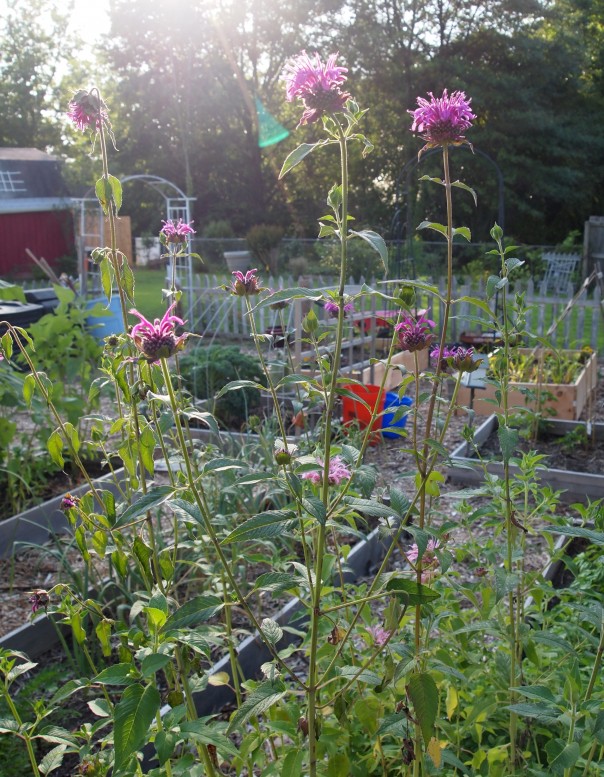 vegetable garden